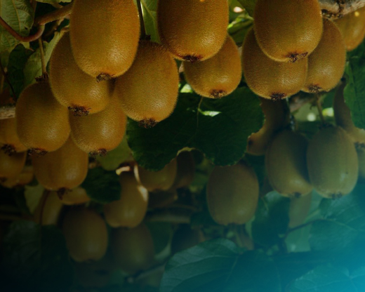 Prisma SASE simplifies and enhances security for Zespri